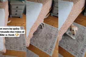 Dog Makes Noise With Tail While Playing Hide & Seek