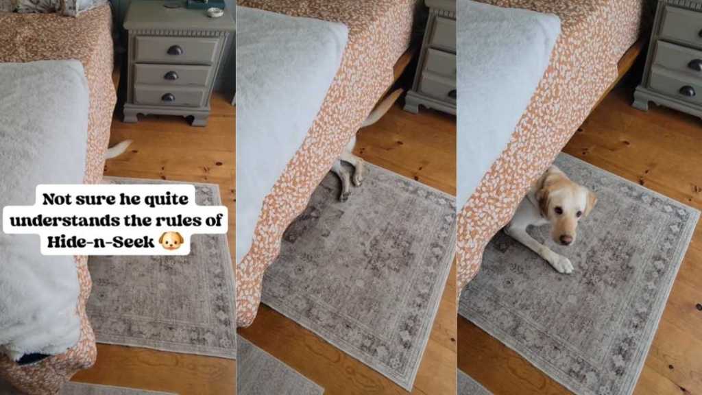 Dog Makes Noise With Tail While Playing Hide & Seek