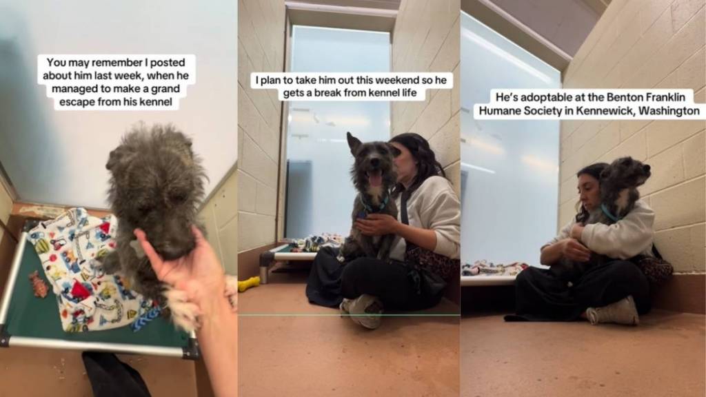 Shelter Dog Hates His Kennel & Shakes in Fear Until He Gets Hugs