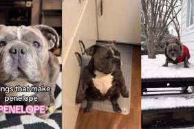 Rescue Bulldog Proves She Has the Most 'Unique Personality'