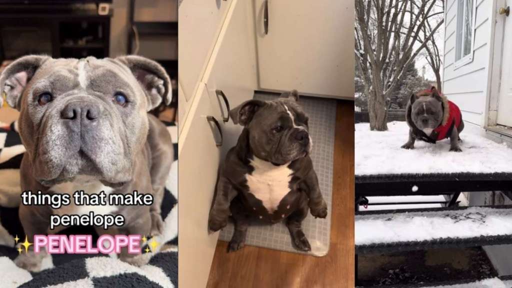 Rescue Bulldog Proves She Has the Most 'Unique Personality'