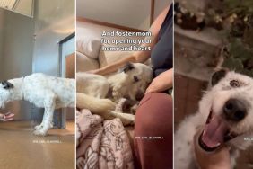 Rescue Dog Left Behind by Family Looks Heartbroken & Unsure on Freedom Walk