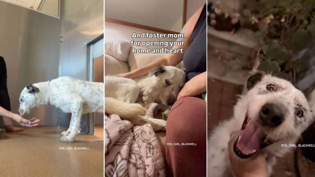Rescue Dog Left Behind by Family Looks Heartbroken & Unsure on Freedom Walk