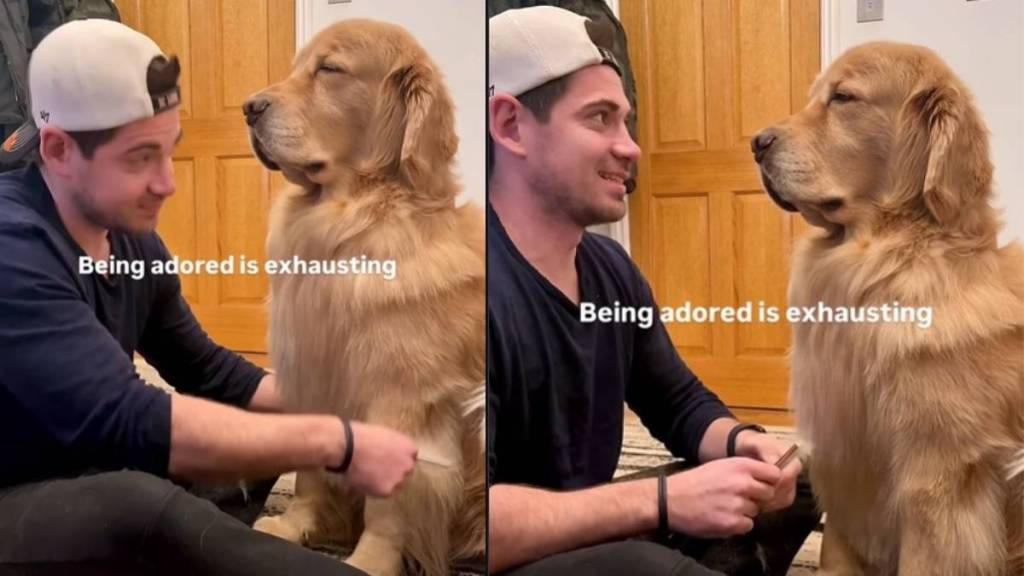 Dog Can’t Keep Eyes Open as He Enjoys Dad Brushing His Hair