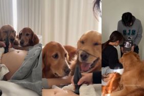 Golden Retrievers Become Part of Pregnant Mom’s Ultrasound in a Core Memory
