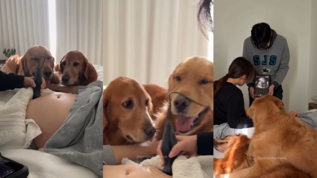 Golden Retrievers Become Part of Pregnant Mom’s Ultrasound in a Core Memory