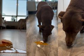 Dog Has Become Family’s Perfect Automatic Vacuum