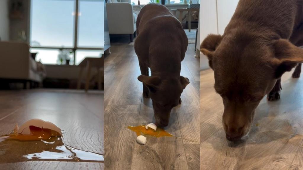 Dog Has Become Family’s Perfect Automatic Vacuum