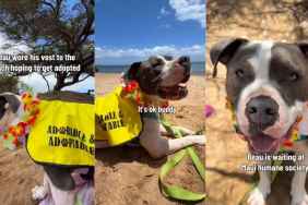 Shelter Dog Waits at the Beach & Still Smiles When Nobody Notices Him