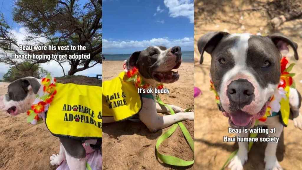 Shelter Dog Waits at the Beach & Still Smiles When Nobody Notices Him