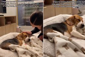 Rescue Dog Raised in Cage Sleeps Calmly Knowing He’ll Never Be Hurt Again