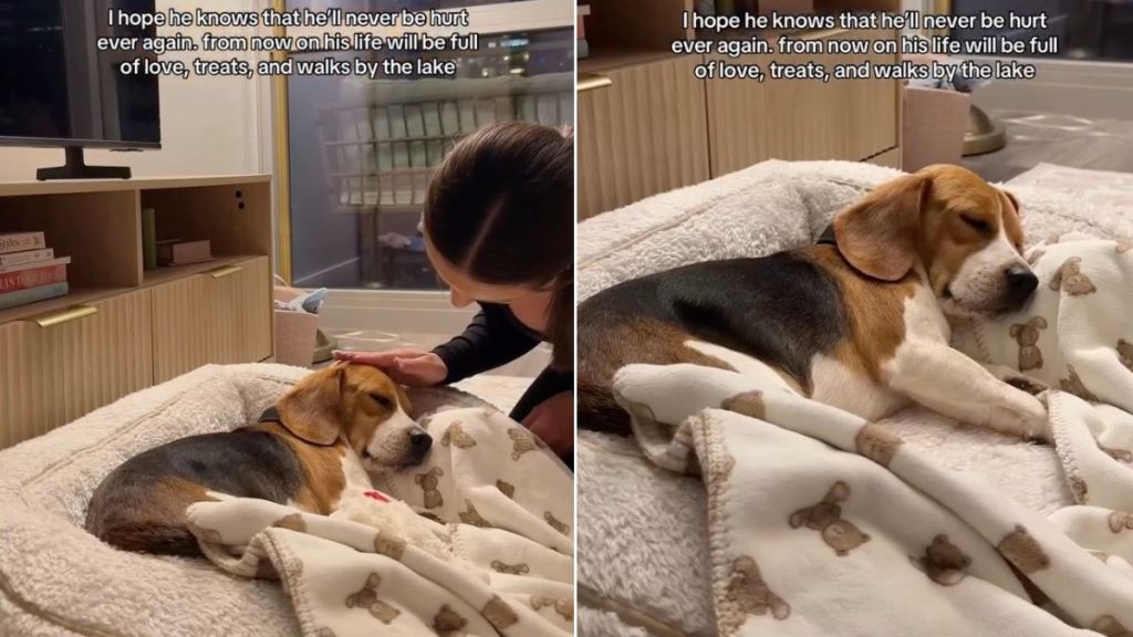 Rescue Dog Raised in Cage Sleeps Calmly Knowing He’ll Never Be Hurt Again