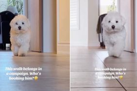 Tiny Dog Shows off His Striking Runway Walk