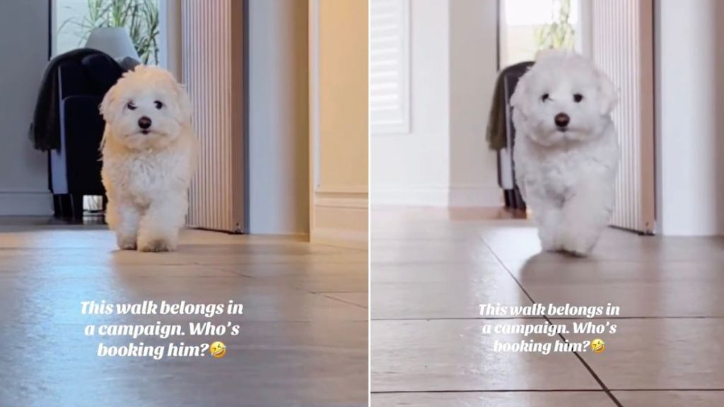 Tiny Dog Shows off His Striking Runway Walk