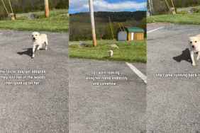 Shelter Dog Gets Lost in Woods but Finds Way Back to Someone Who Didn’t Give Up