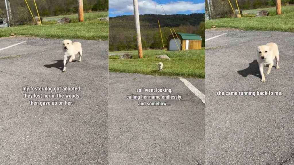 Shelter Dog Gets Lost in Woods but Finds Way Back to Someone Who Didn’t Give Up