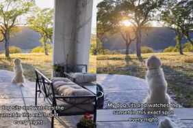 Golden Retriever Gets Lost Watching the Sunset Like He’s Actually Human