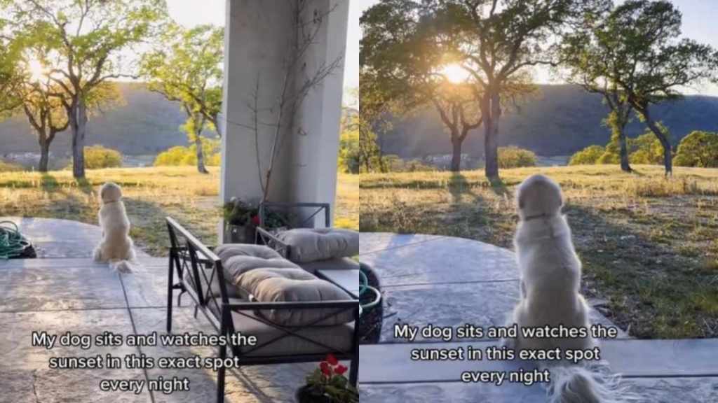 Golden Retriever Gets Lost Watching the Sunset Like He’s Actually Human