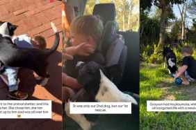 Rescue Dog Chose Little Boy on Day 1, Still Sneaks Into His Bed for Cuddles