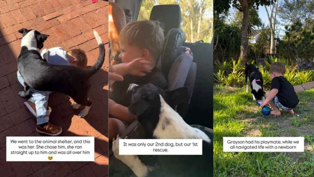 Rescue Dog Chose Little Boy on Day 1, Still Sneaks Into His Bed for Cuddles