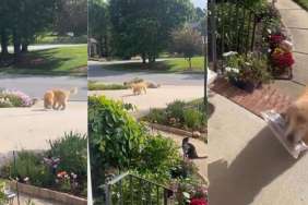Blind Golden Retriever Fetches Newspaper Every Morning Like a Little Helper