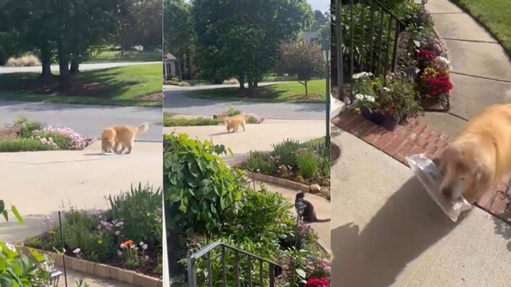 Blind Golden Retriever Fetches Newspaper Every Morning Like a Little Helper