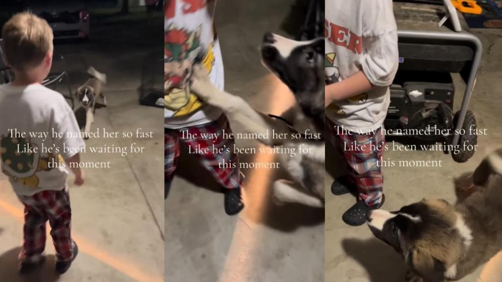 Dog Responds to Little Boy Giving Her a Name With Nonstop Tail Wags