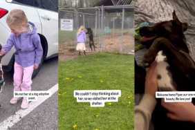 Shelter Dog Finds a Home After Little Girl Refuses To Leave Her Side