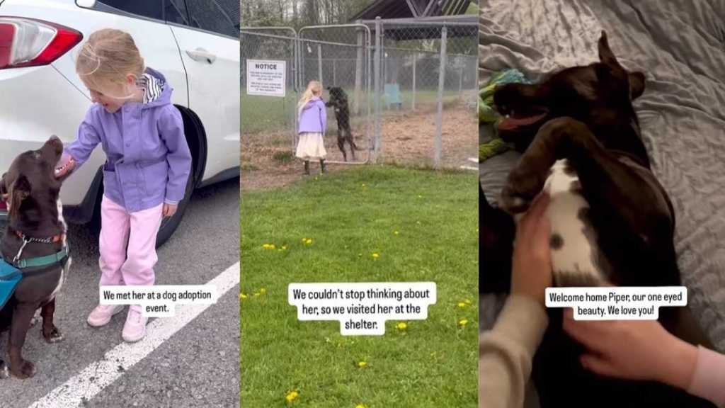 Shelter Dog Finds a Home After Little Girl Refuses To Leave Her Side