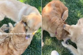 Golden Retriever Has Known Little Puppy Since Day 1, but Their Reunion Is Magical