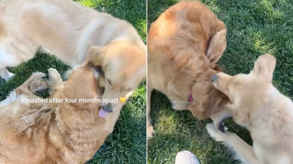 Golden Retriever Has Known Little Puppy Since Day 1, but Their Reunion Is Magical