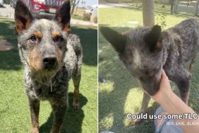 ‘Surrendered’ Shelter Dog Sits in Kennel, Hoping Someone Will Take Him Home