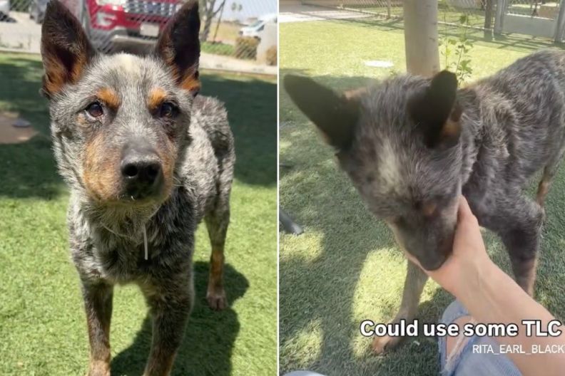 ‘Surrendered’ Shelter Dog Sits in Kennel, Hoping Someone Will Take Him Home