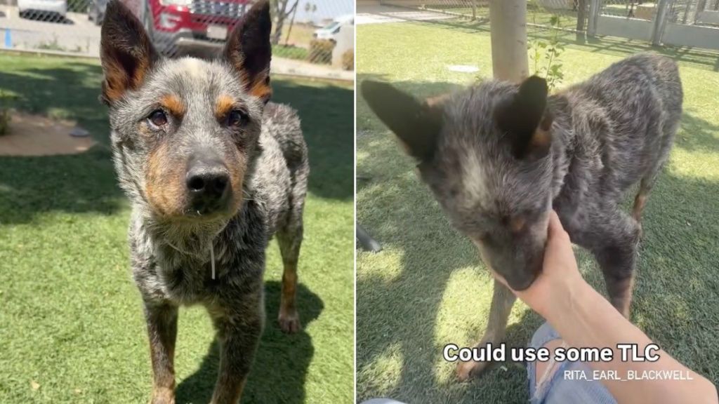 ‘Surrendered’ Shelter Dog Sits in Kennel, Hoping Someone Will Take Him Home