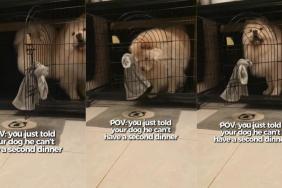 Dog Makes ‘Dramatic Exit’ After Owner Refuses Second Dinner