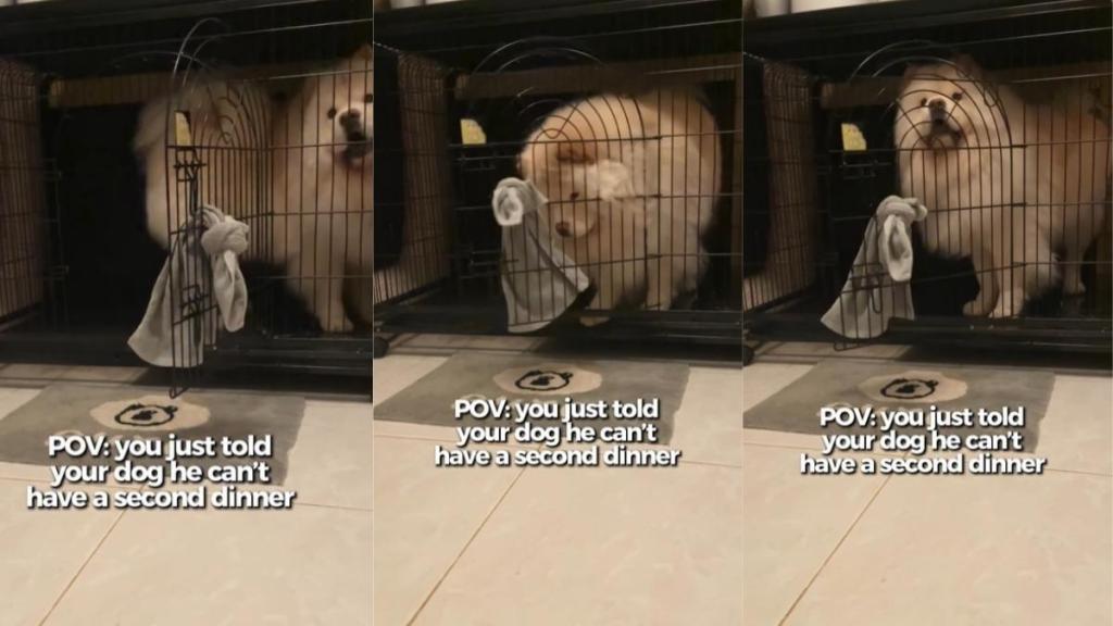 Dog Makes ‘Dramatic Exit’ After Owner Refuses Second Dinner