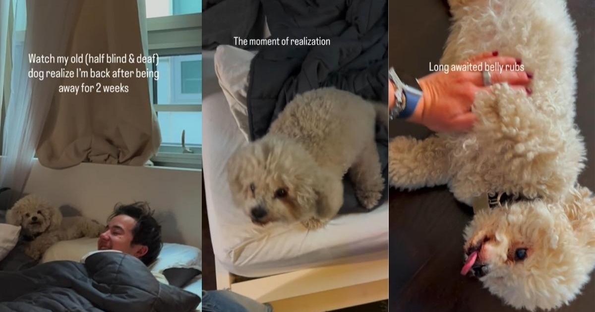 Senior Dog, Half Blind & Deaf, Slowly Figures Out Mom’s Home After Weeks