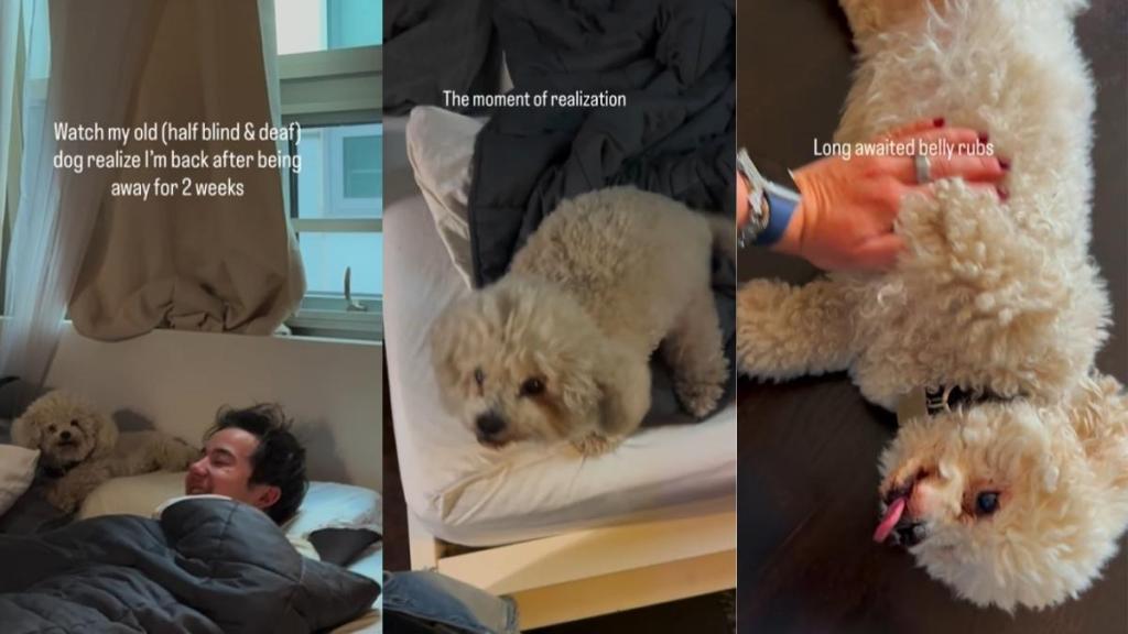 Senior Dog, Half Blind & Deaf, Slowly Figures Out Mom’s Home After Weeks