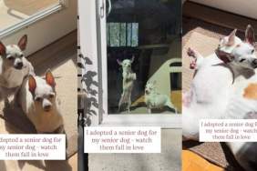 Senior Dogs Have Been Each Other’s Whole World & So in Love Since They Met