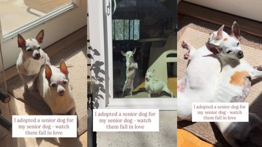 Senior Dogs Have Been Each Other’s Whole World & So in Love Since They Met
