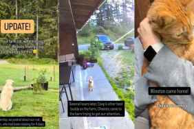 Dog Yearningly Waits for Missing Cat, Doesn’t Leave Him When He Finally Returns