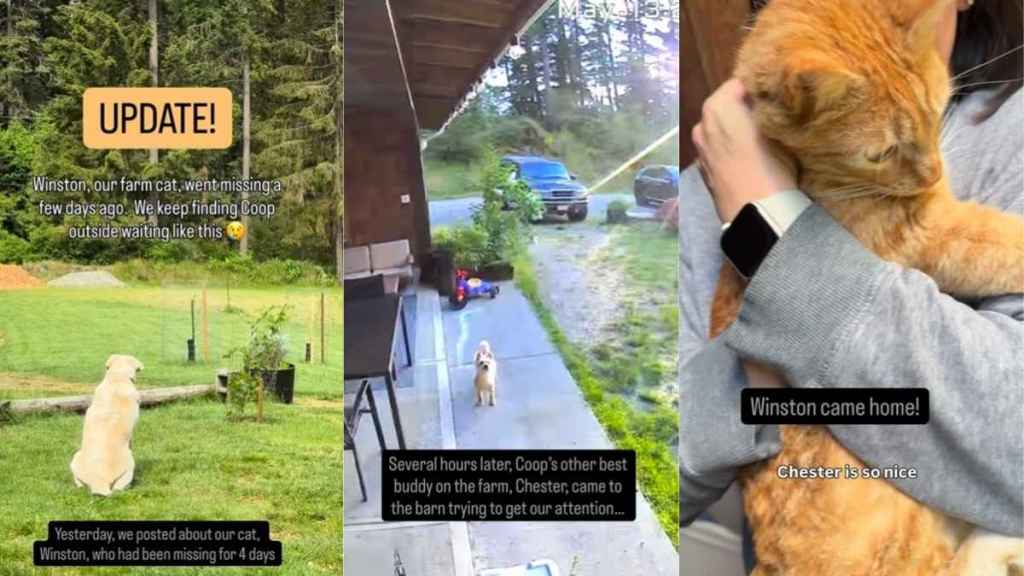 Dog Yearningly Waits for Missing Cat, Doesn’t Leave Him When He Finally Returns