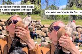 Senior Dog Closes Her Eyes, Finally Feeling Sunlight After Life in a Cage