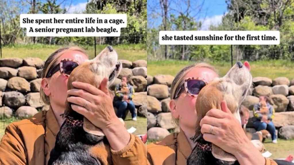 Senior Dog Closes Her Eyes, Finally Feeling Sunlight After Life in a Cage