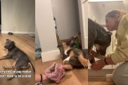 Rescue Puppy Gives Mom His Paw After Finally Learning What Safety Feels Like