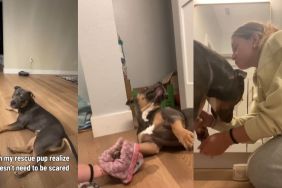 Rescue Puppy Gives Mom His Paw After Finally Learning What Safety Feels Like