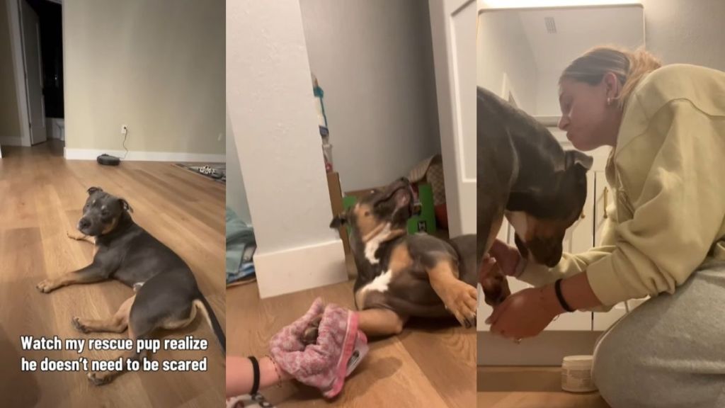 Rescue Puppy Gives Mom His Paw After Finally Learning What Safety Feels Like