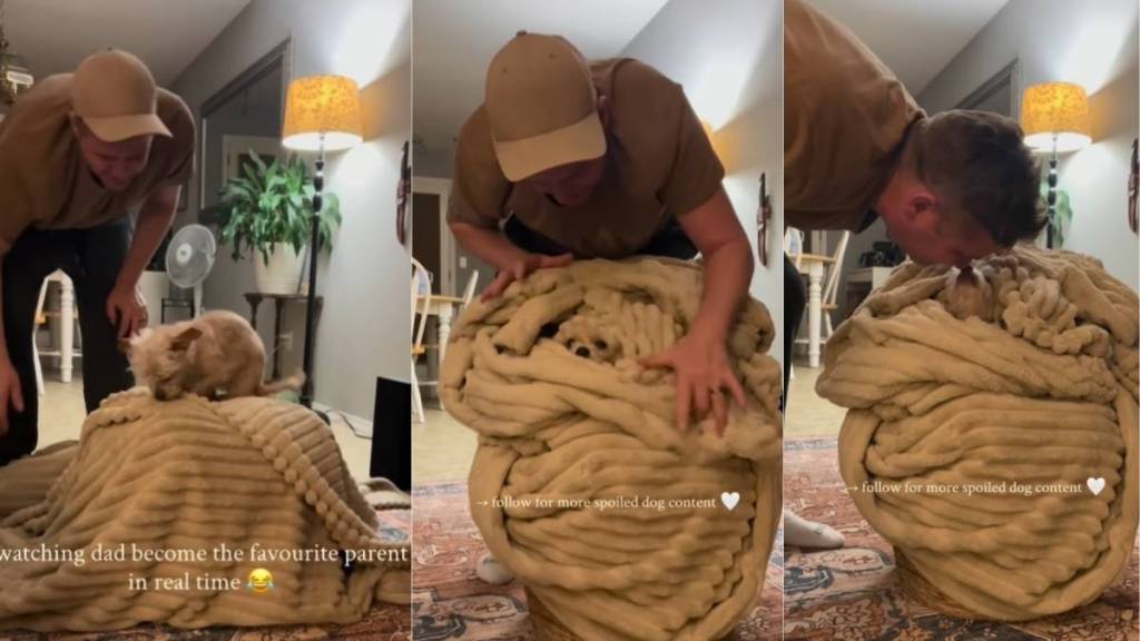 Dog Loves Comfy Blankie Nest Made by Favorite Parent, Dad