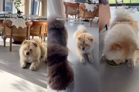 Dog Finishes Food in Minutes Before Sneaking Over To Furry Sister’s Bowl