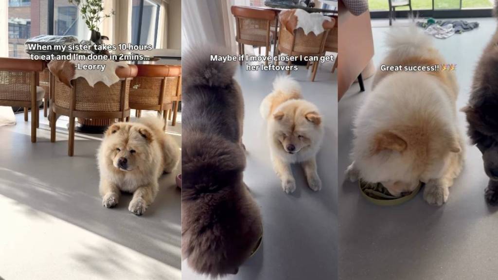 Dog Finishes Food in Minutes Before Sneaking Over To Furry Sister’s Bowl